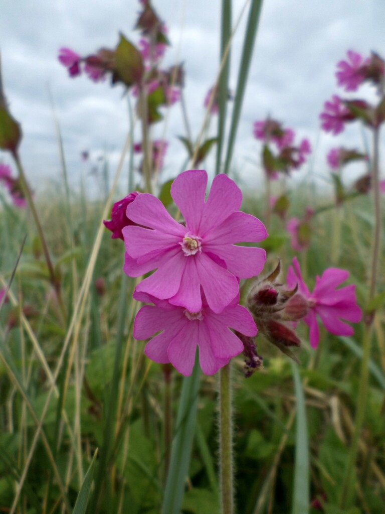 Red Catchfly
