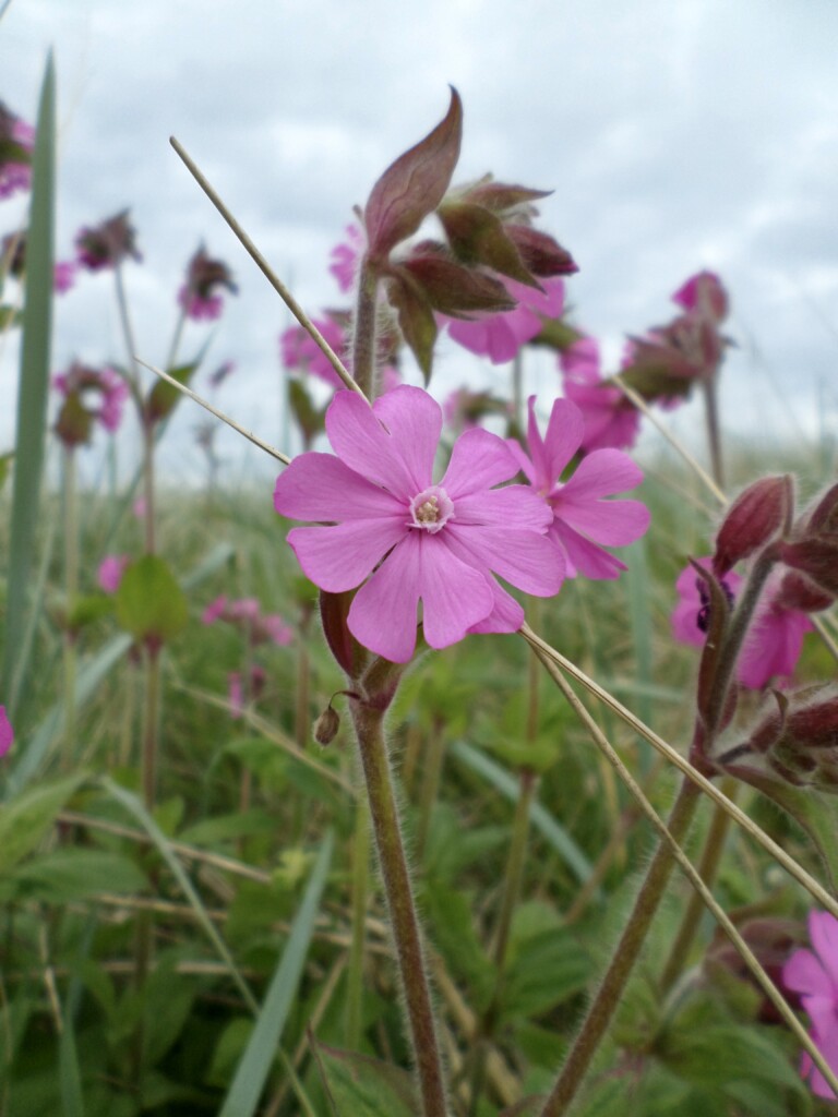 Red Catchfly