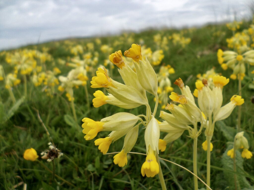 Cowslips