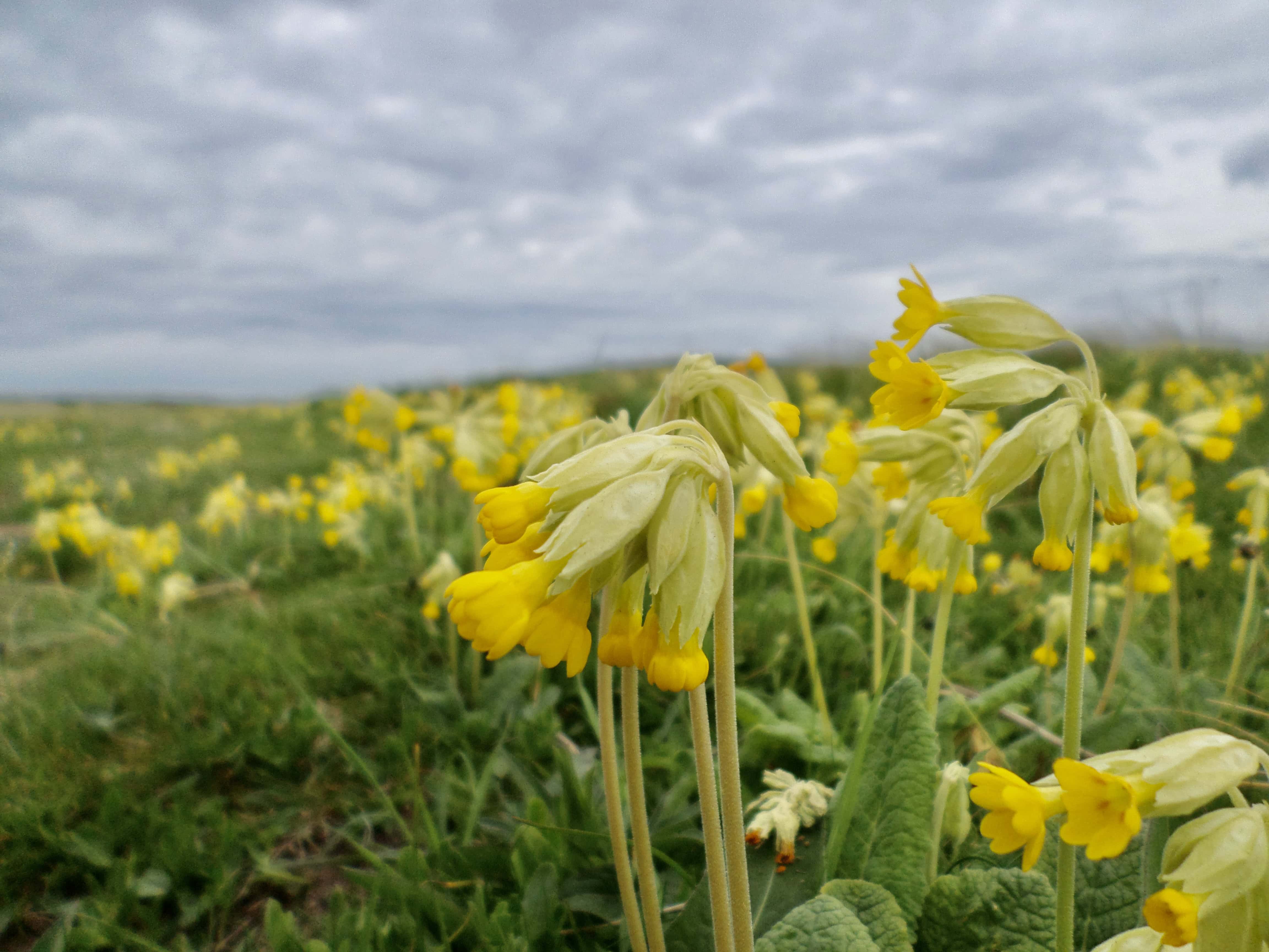 Cowslips — FOTD Sep 12