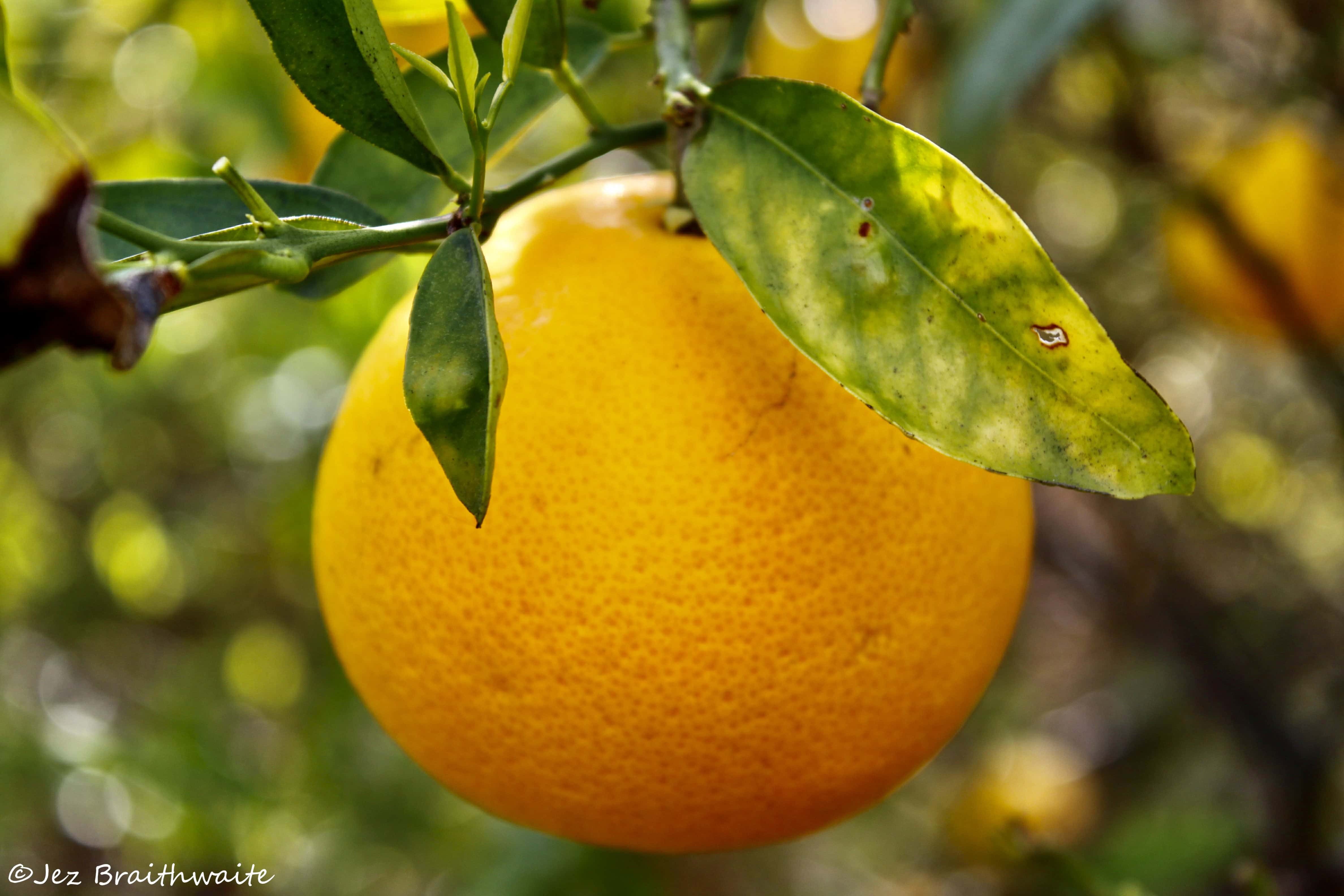Not Just a Tasty Fruit — Sunday Stills