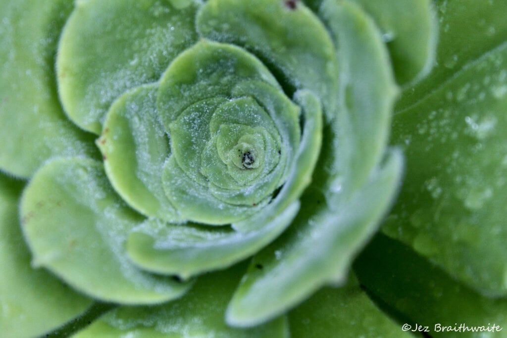 Succulent
