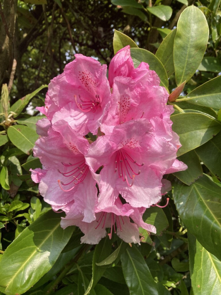 Rhododendron