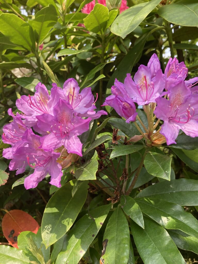 Rhododendron