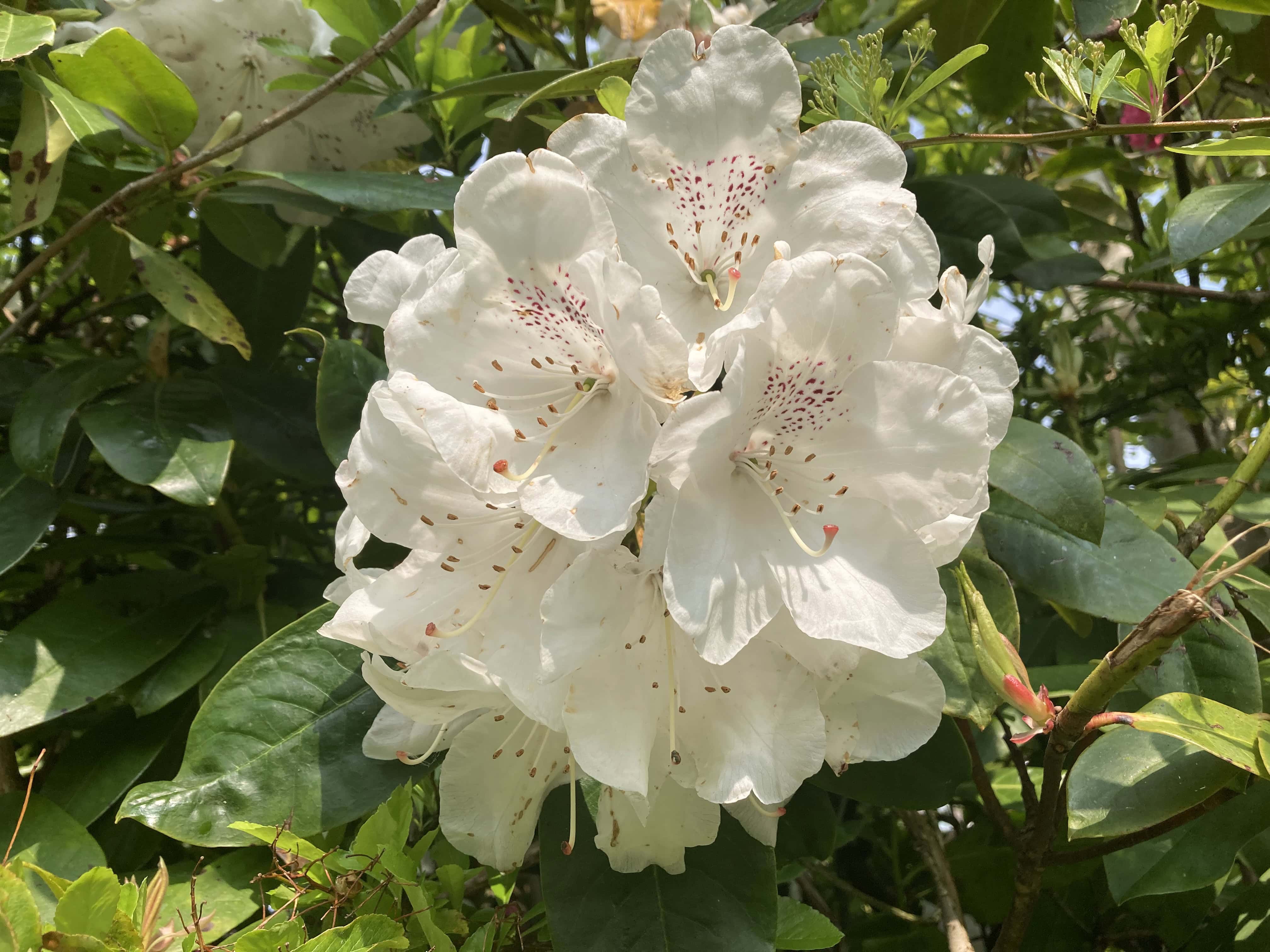Rhododendron #4 — FOTD Sep 18