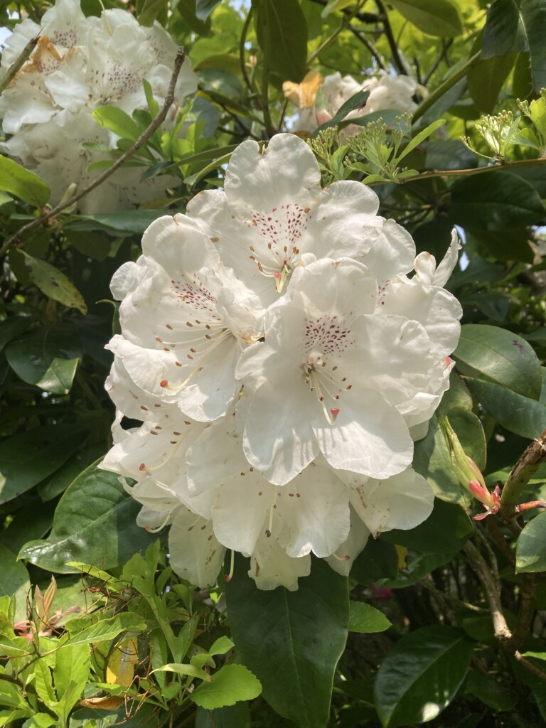 Rhododendron