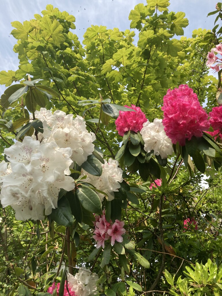 Rhododendron