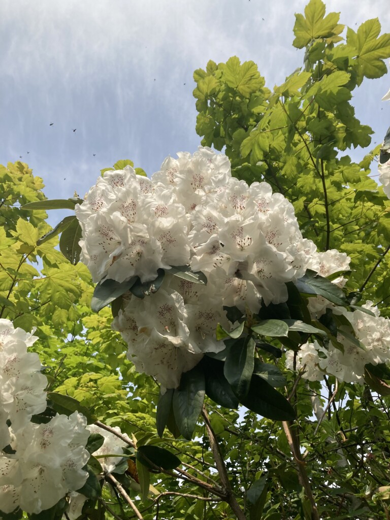 Rhododendron