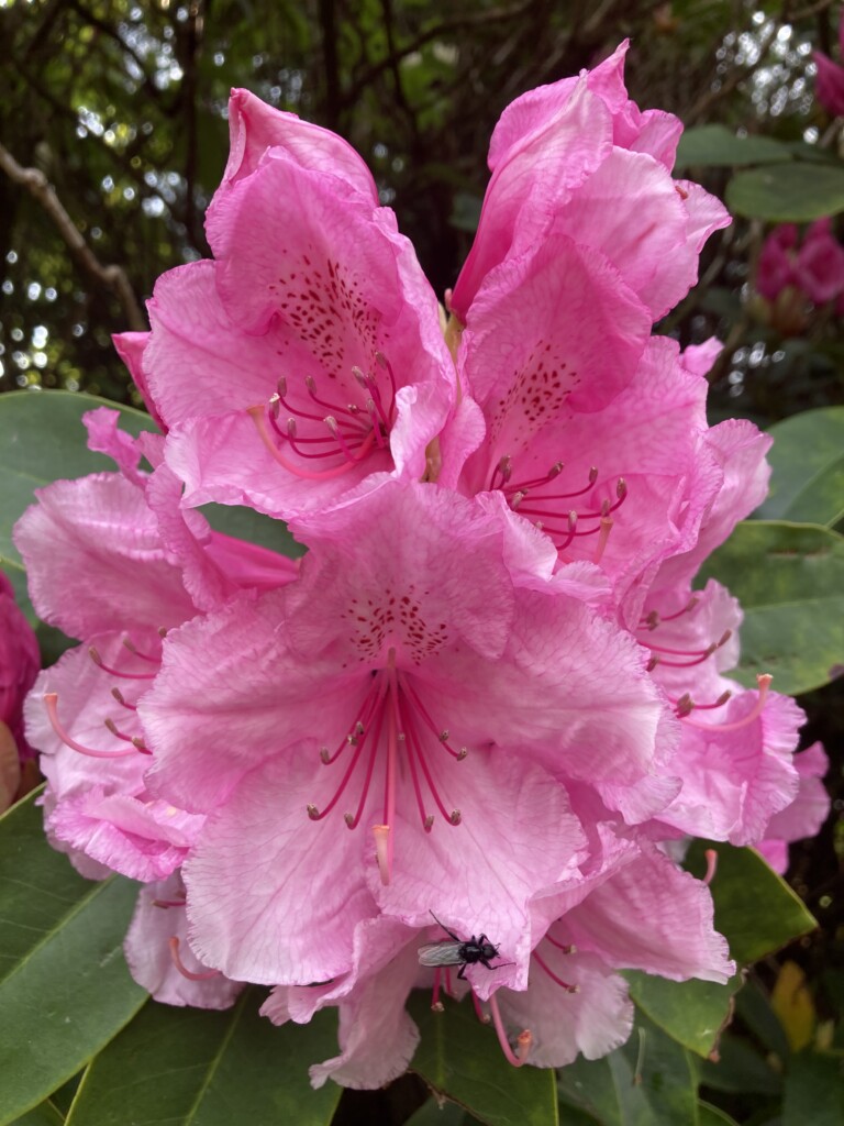 Rhododendron