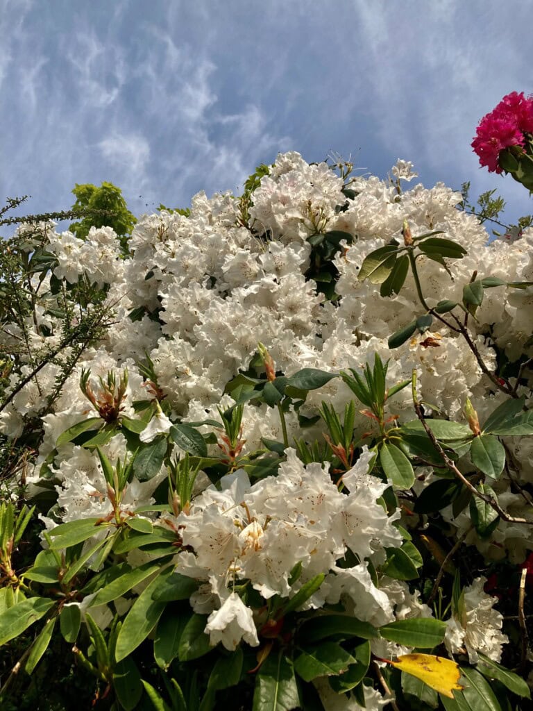 Rhododendron