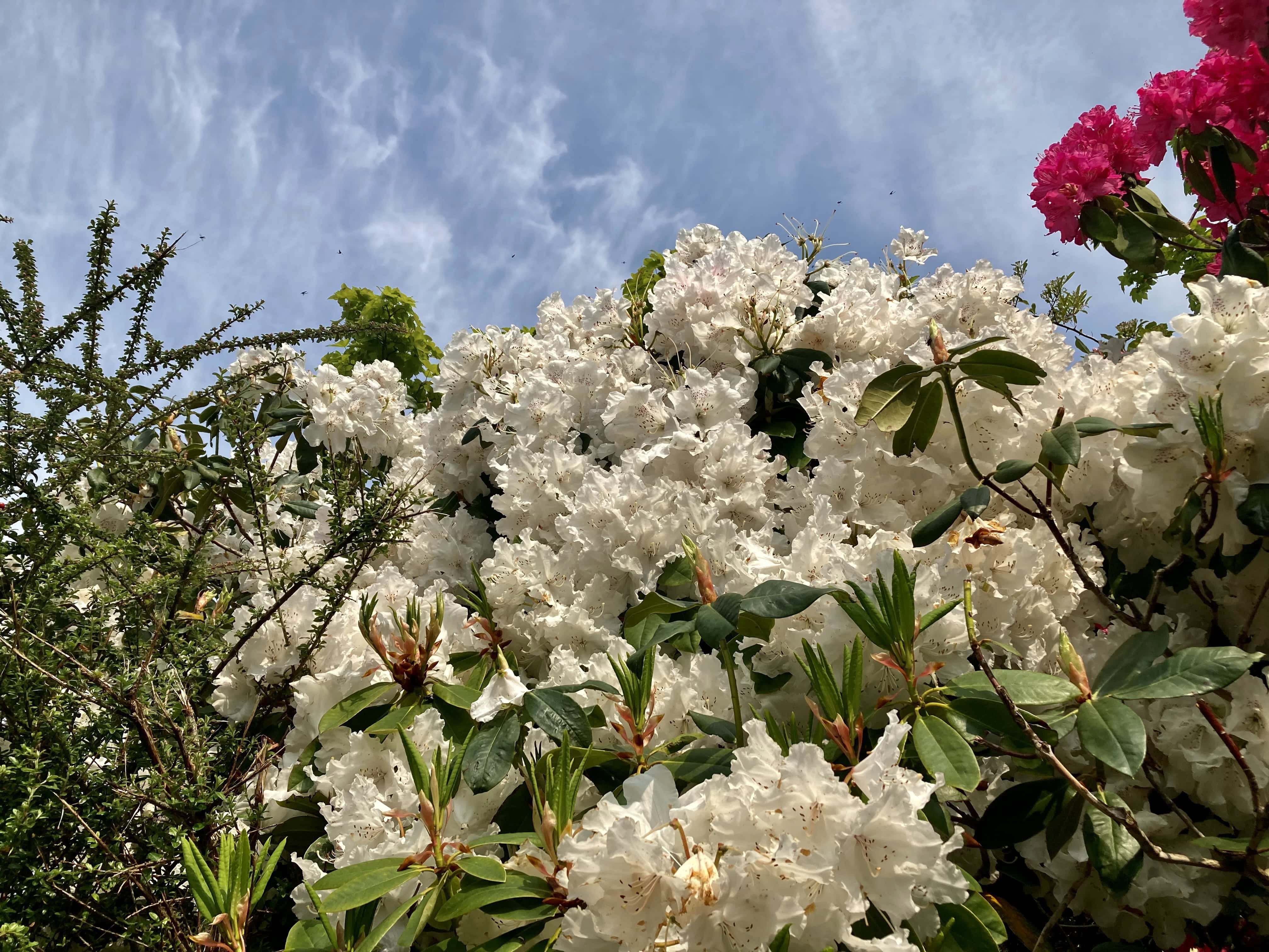 Rhododendron #8 — FOTD Sep 22
