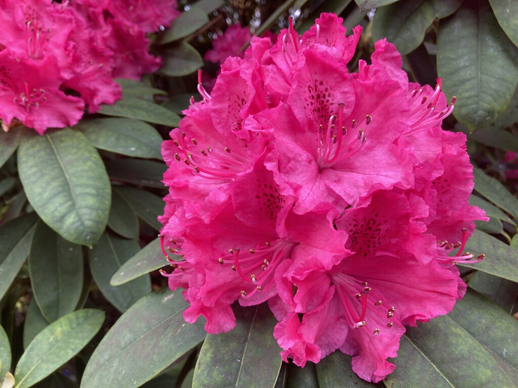 Rhododendron