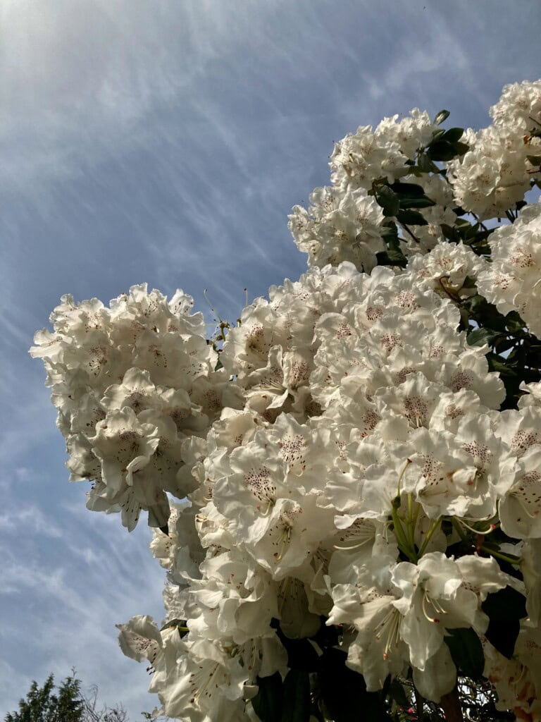 Rhododendron