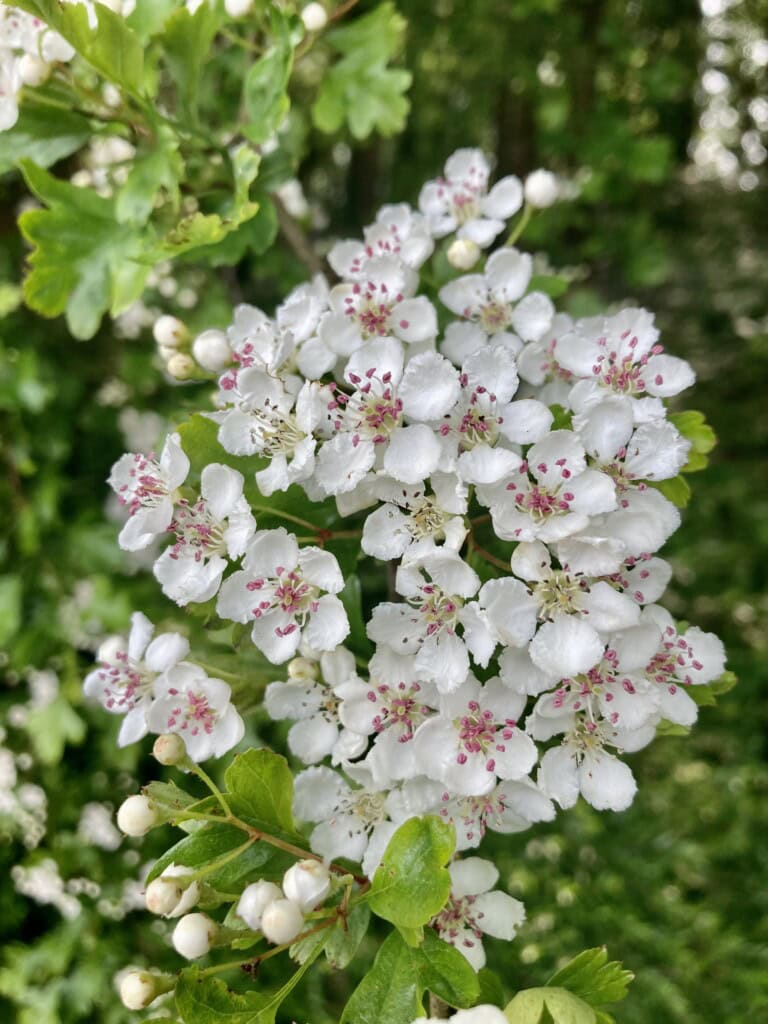 Hawthorn Blossom