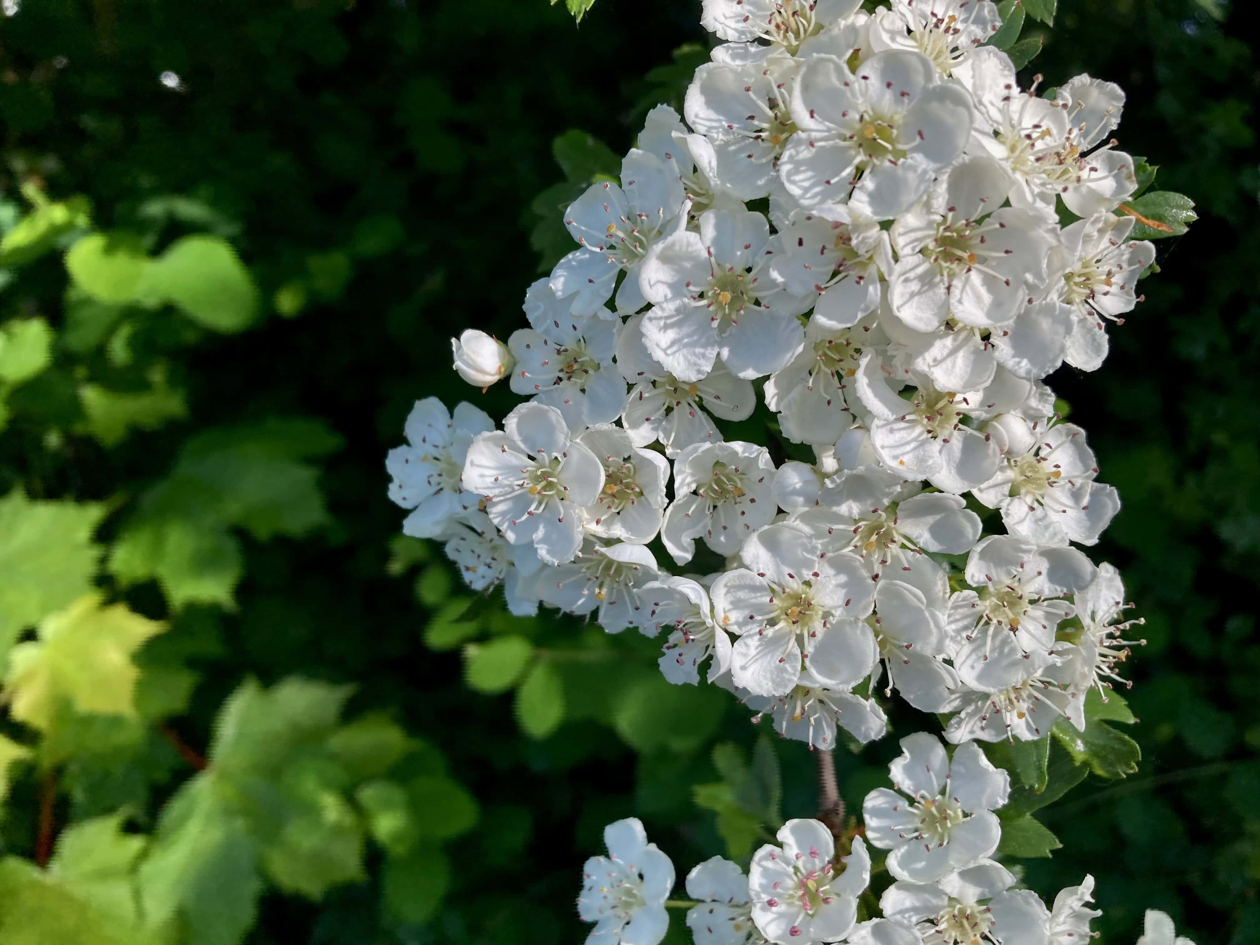 Hawthorn — FOTD Sep 27