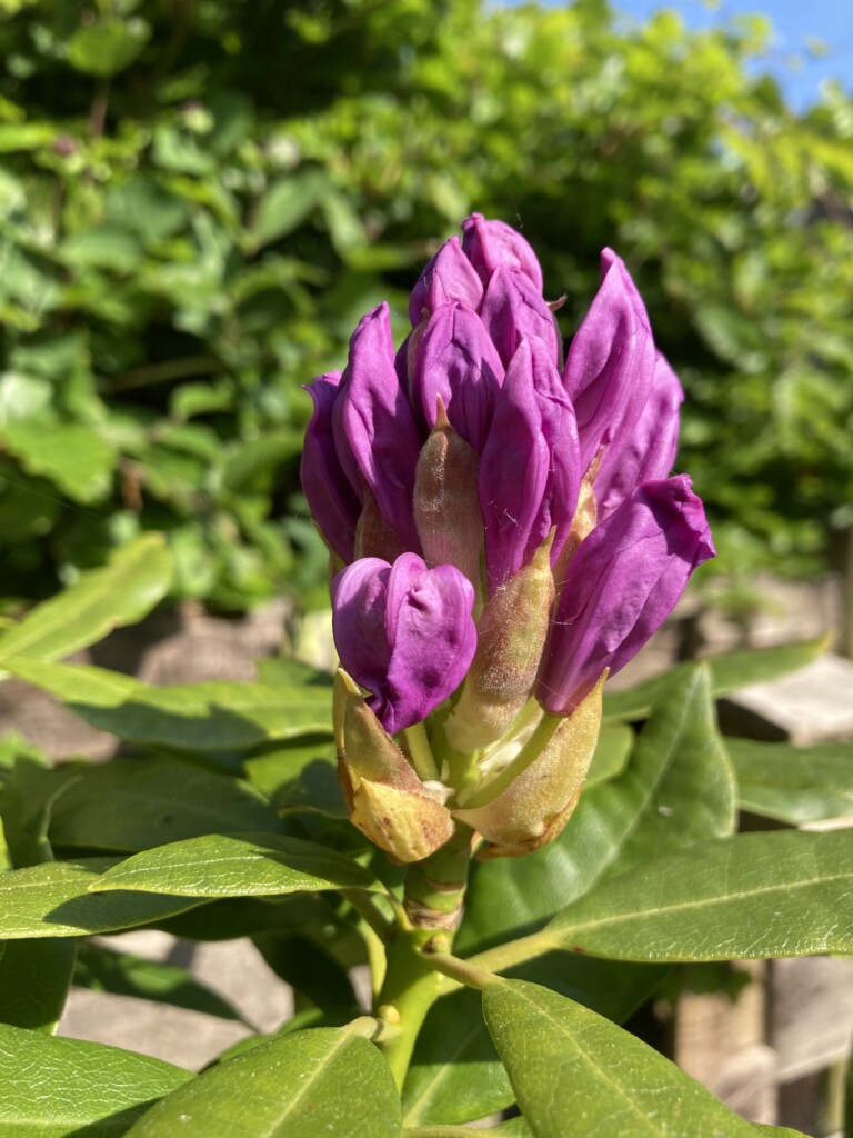 Rhododendron bud