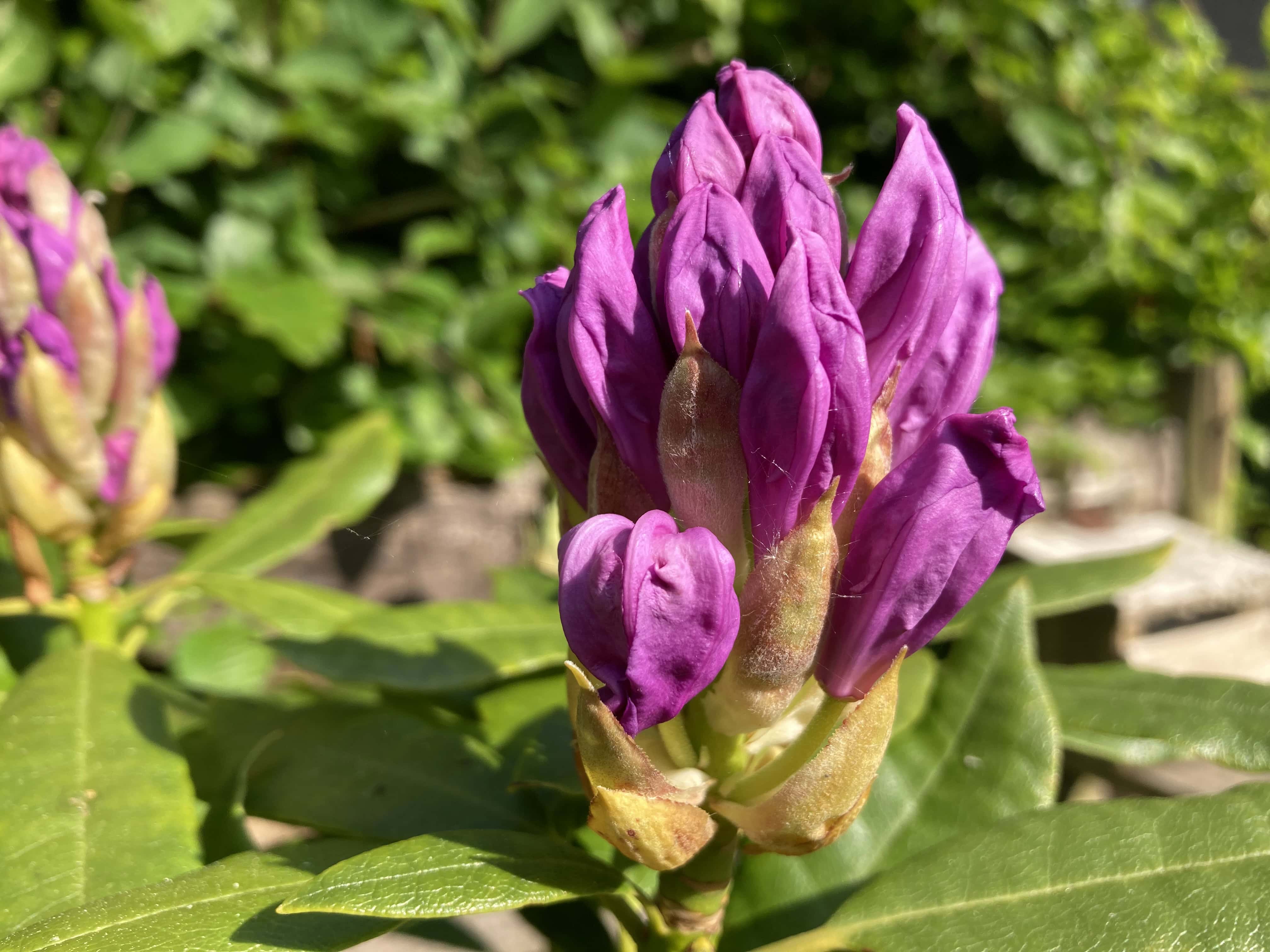 Rhododendron #1 — FOTD Sep 15