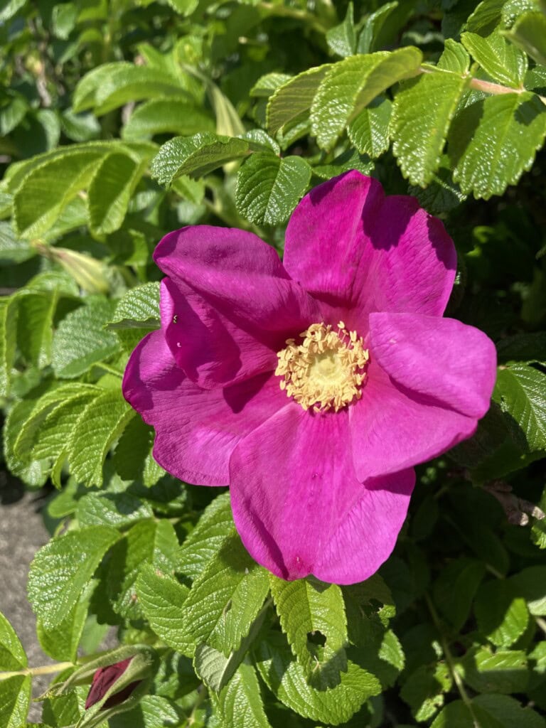 Rugosa Rose