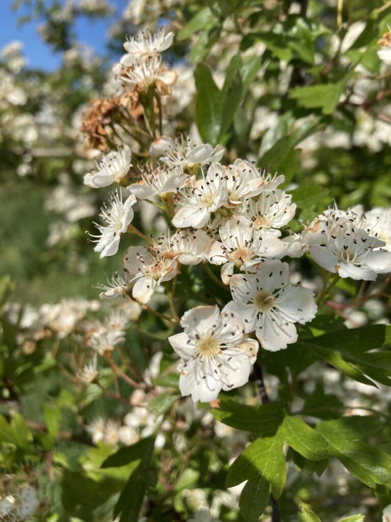Hawthorn