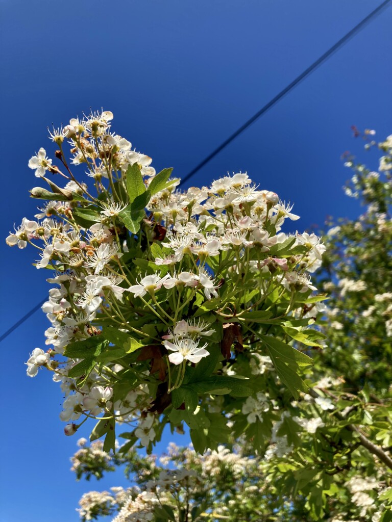 Hawthorn & Blue Skies
