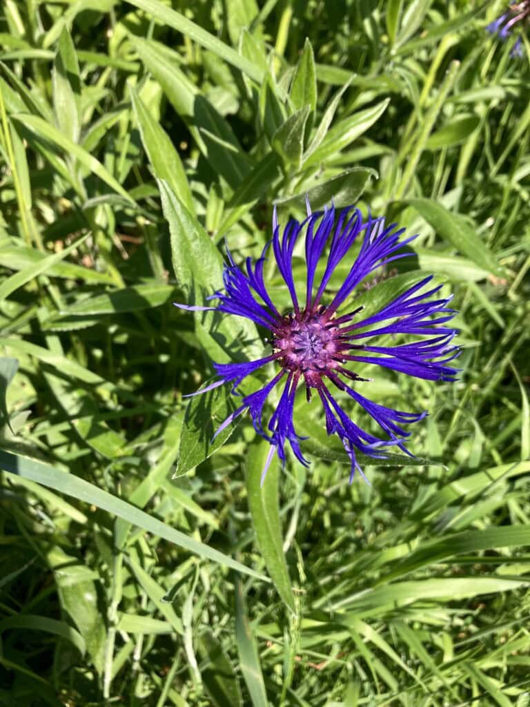 Perennial Cornflower