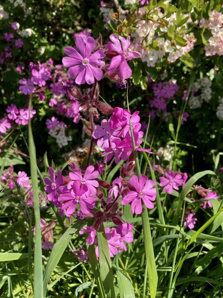 Red Catchfly