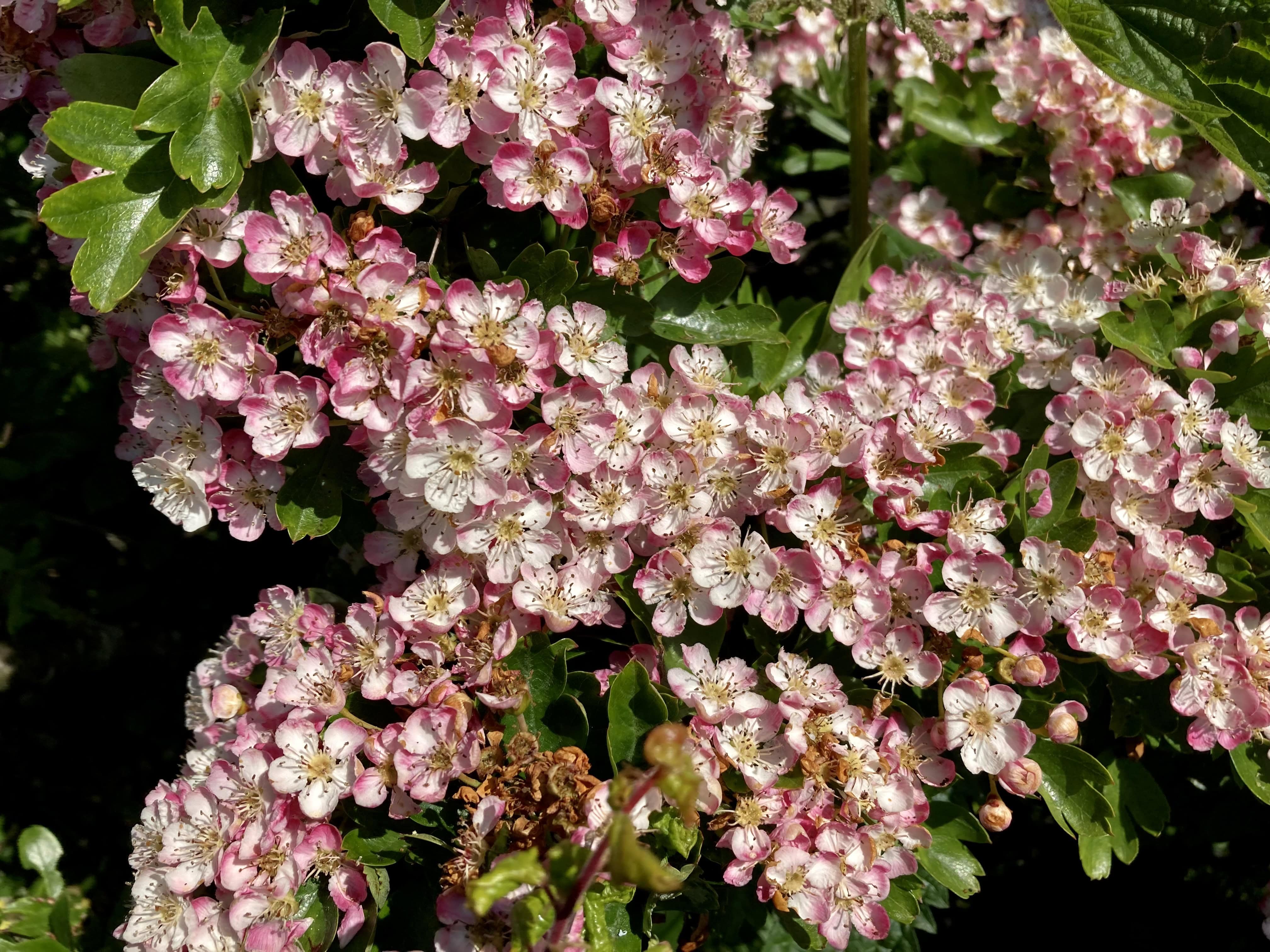 Hawthorn — FOTD Oct 08