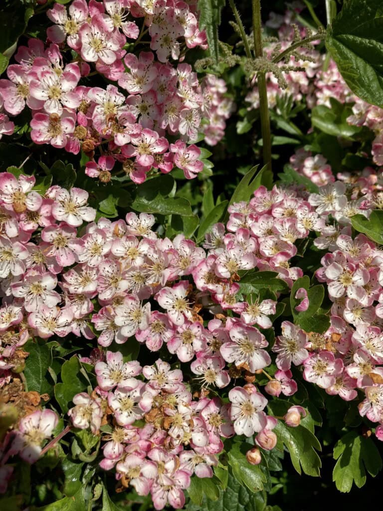 Hawthorn