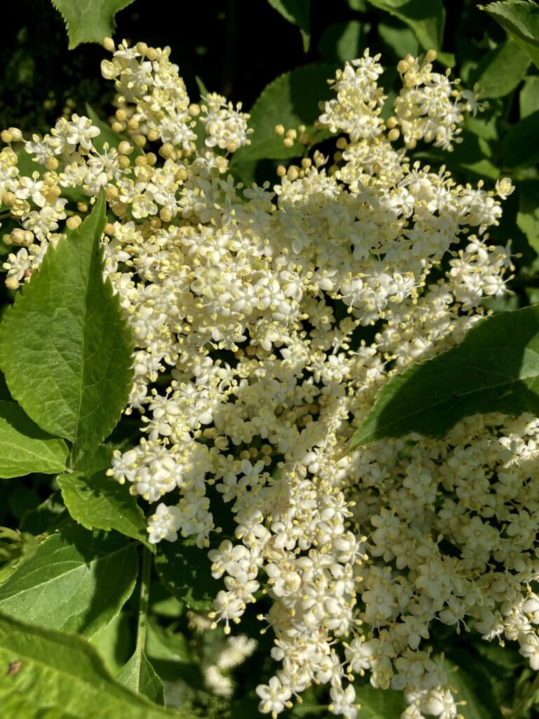 Elder