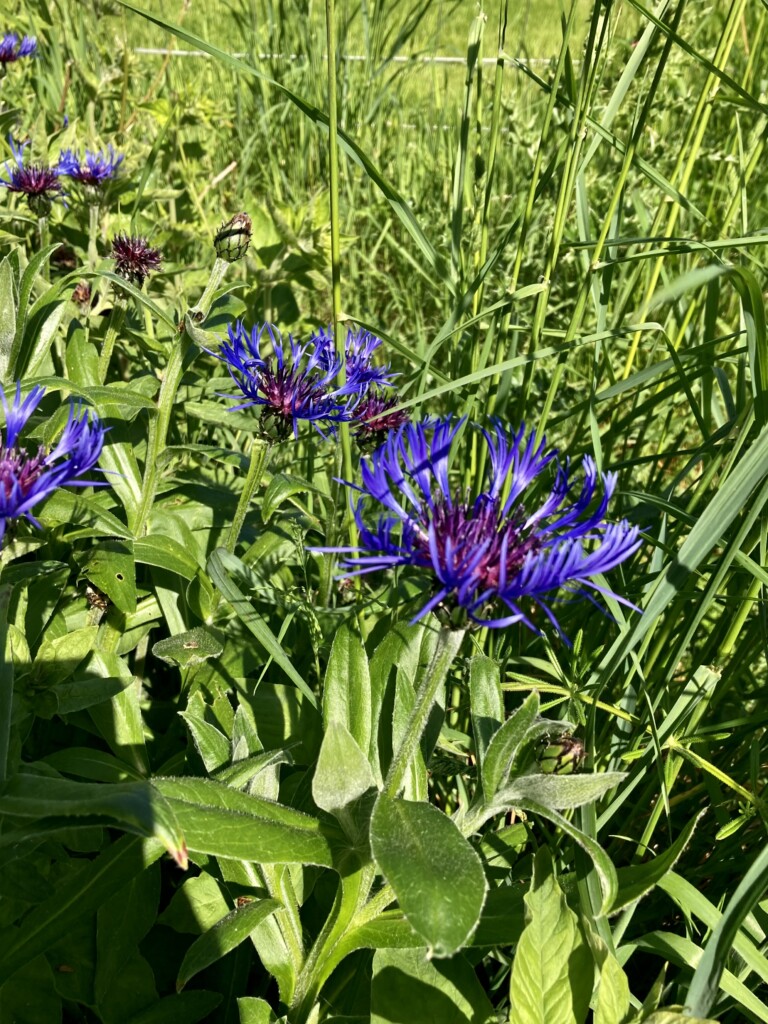 Perennial Cornflower