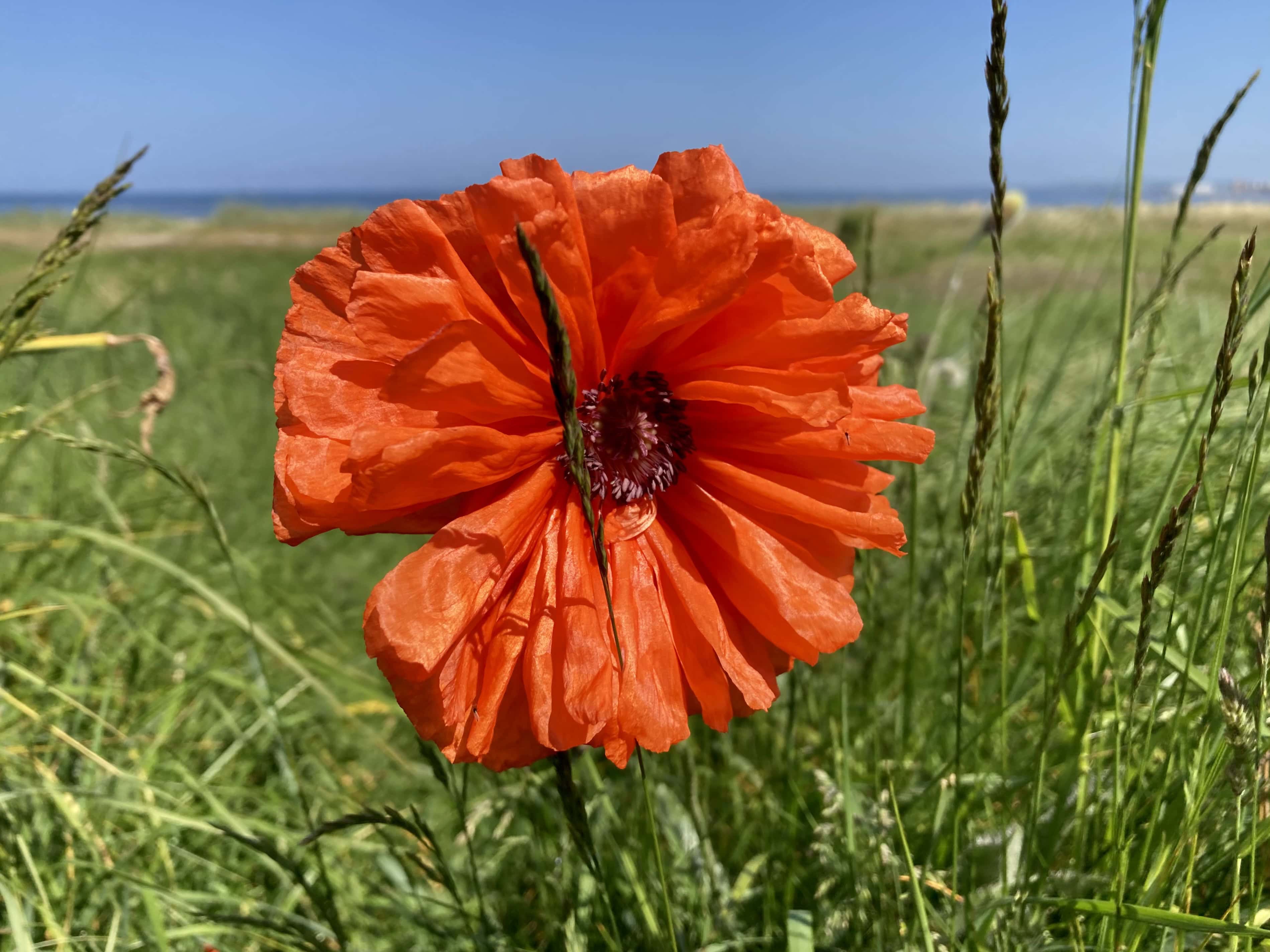 Poppy — FOTD Oct 10