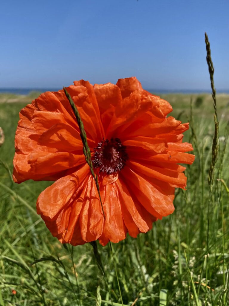 Poppy