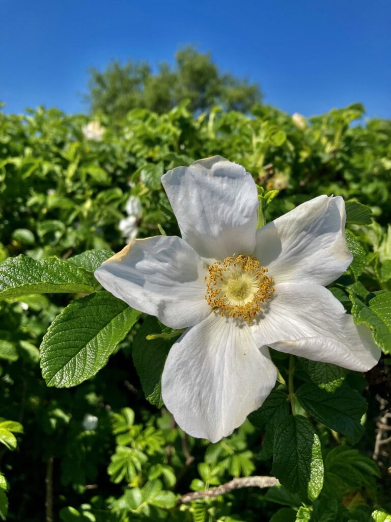 Wild Rose