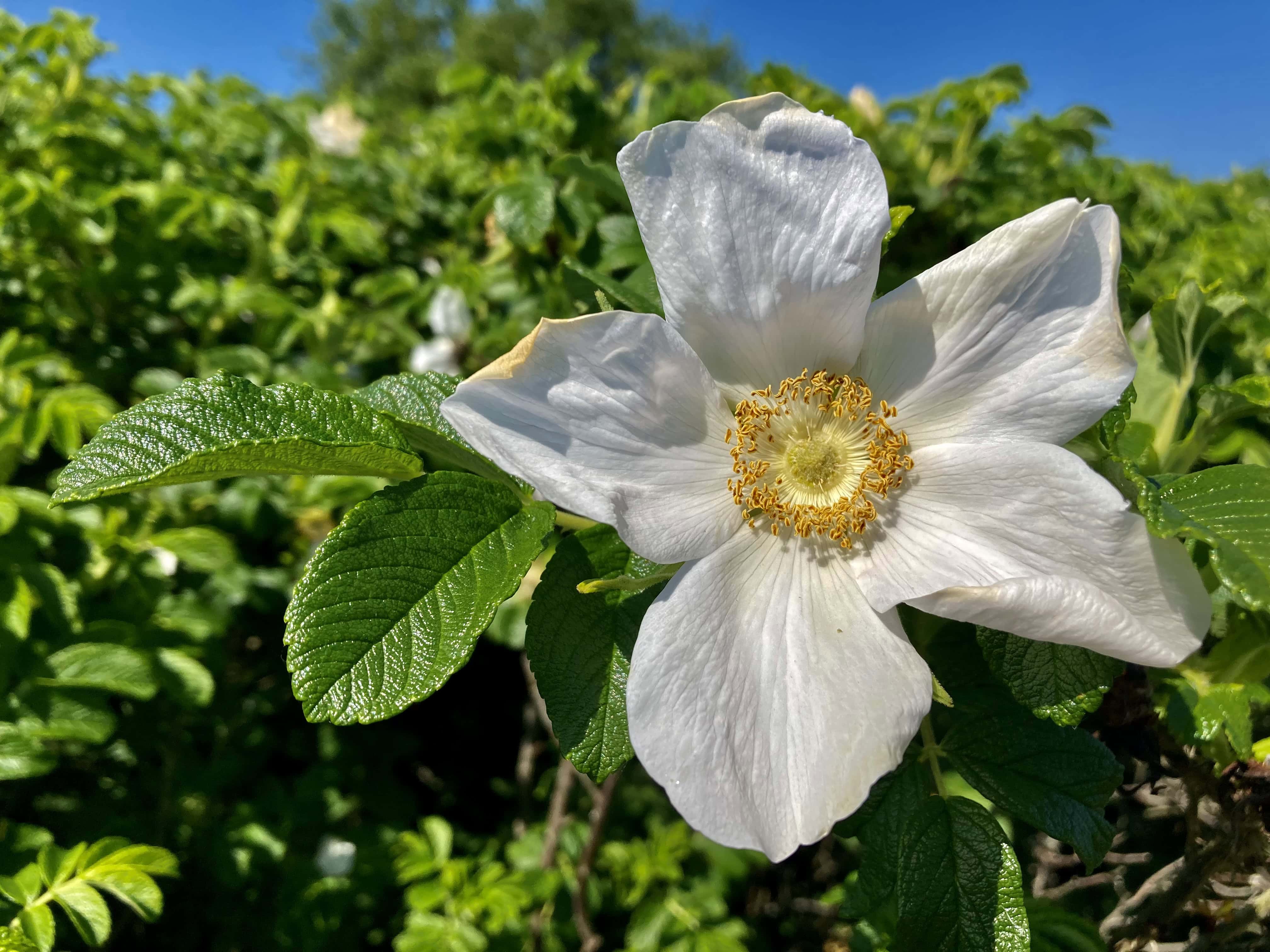 Wild Rose — FOTD Oct 11