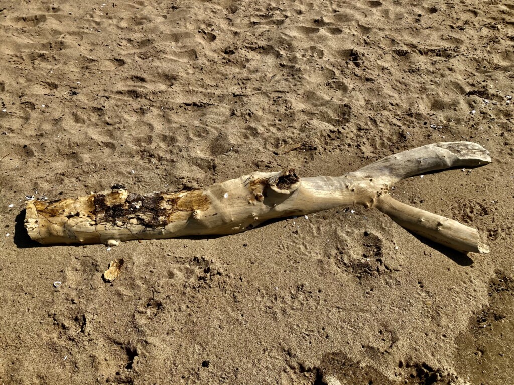 Driftwood on a beach