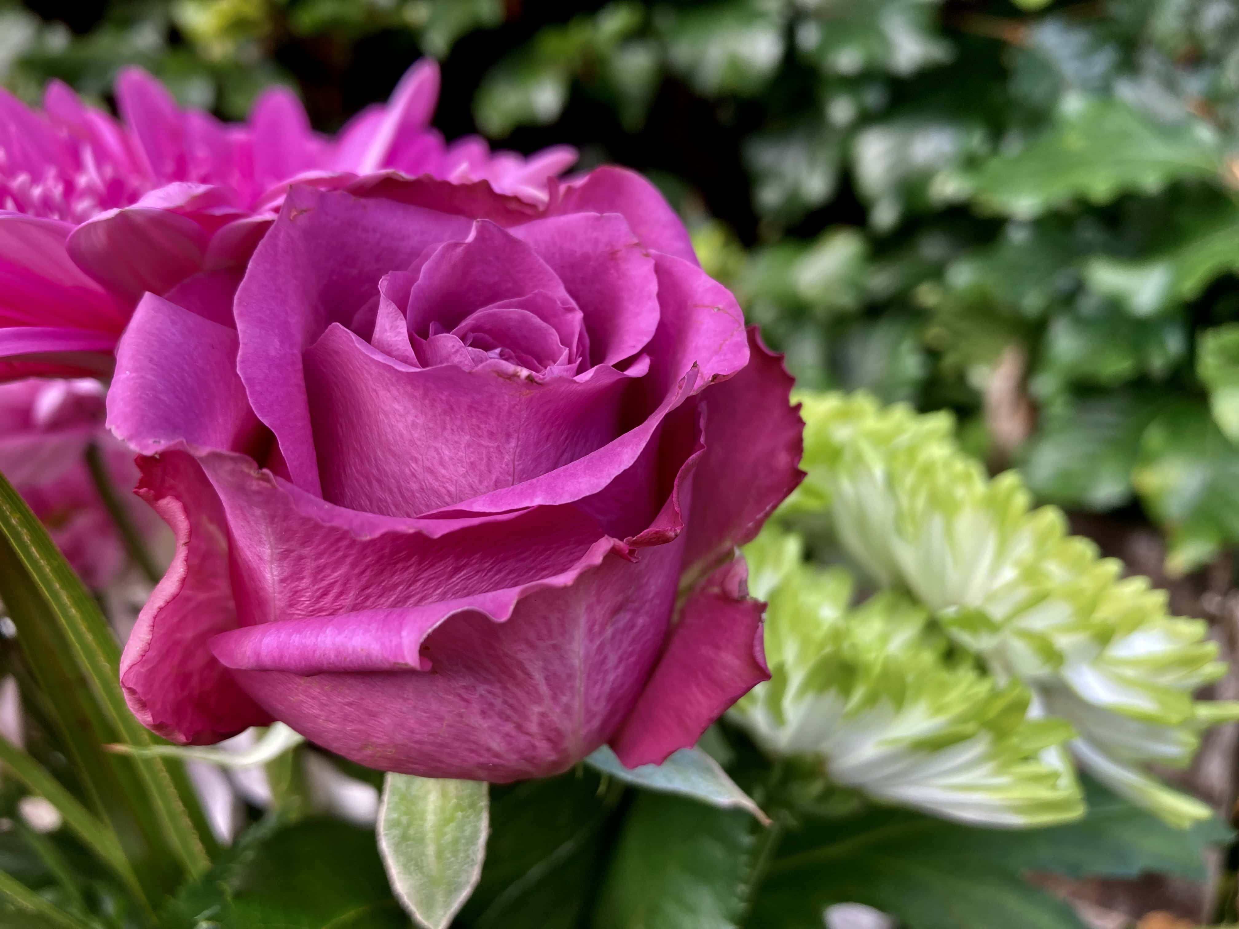 Pink Rose — Macro Monday Sep 25