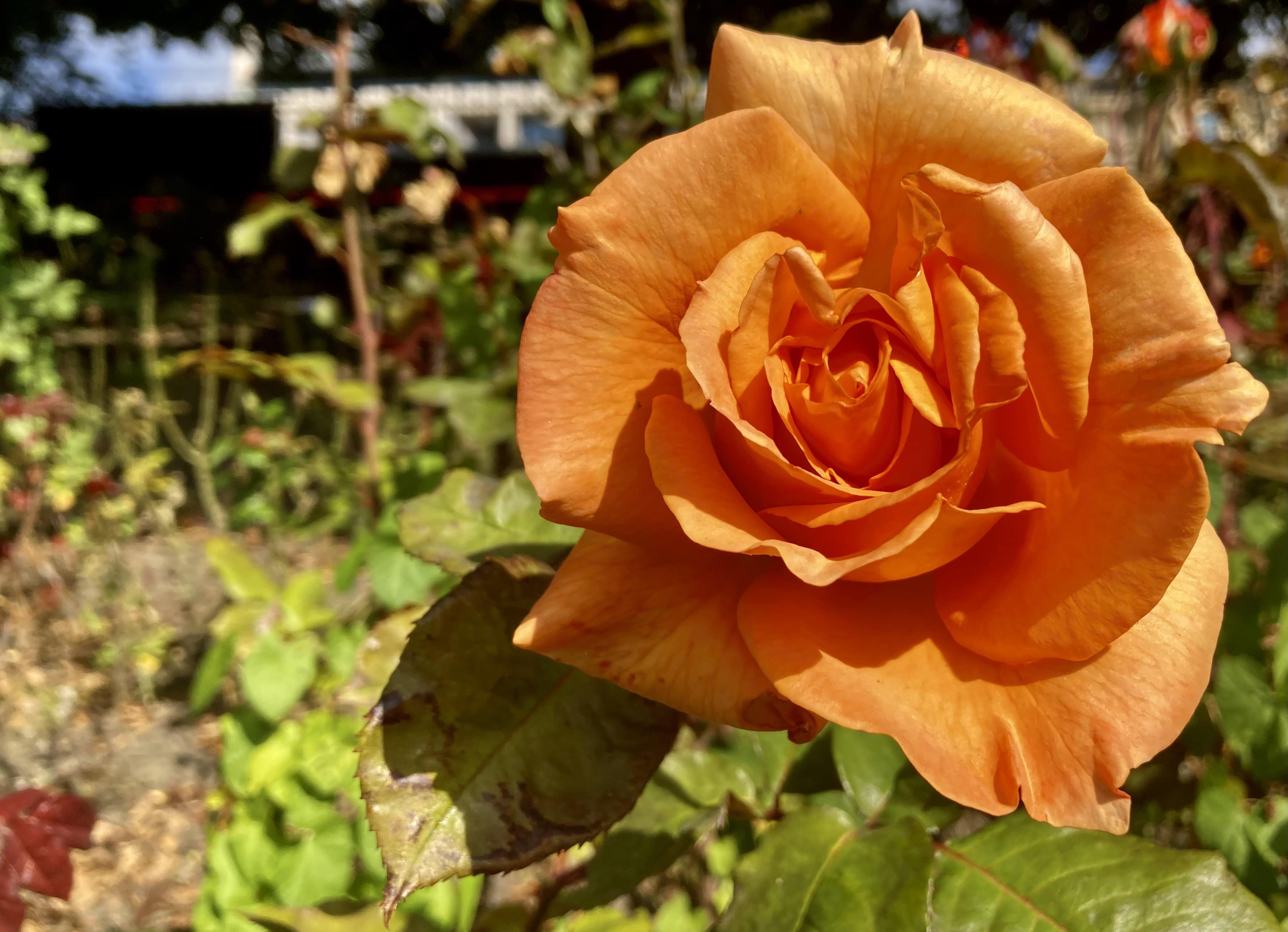 Birthday Rose — FOTD Sep 03