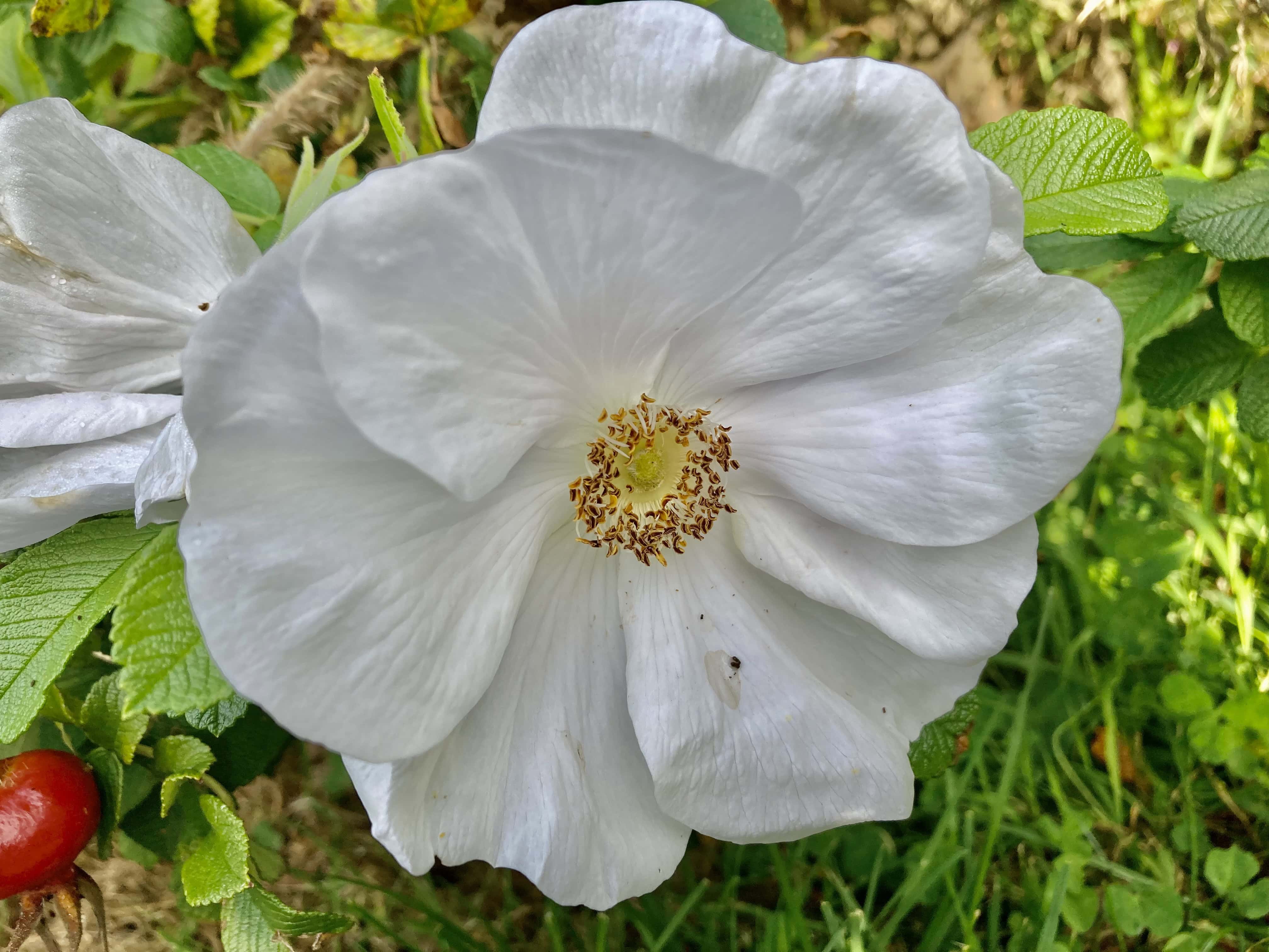 White Rose — Macro Monday Sep 11