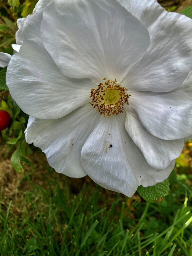 White Rose