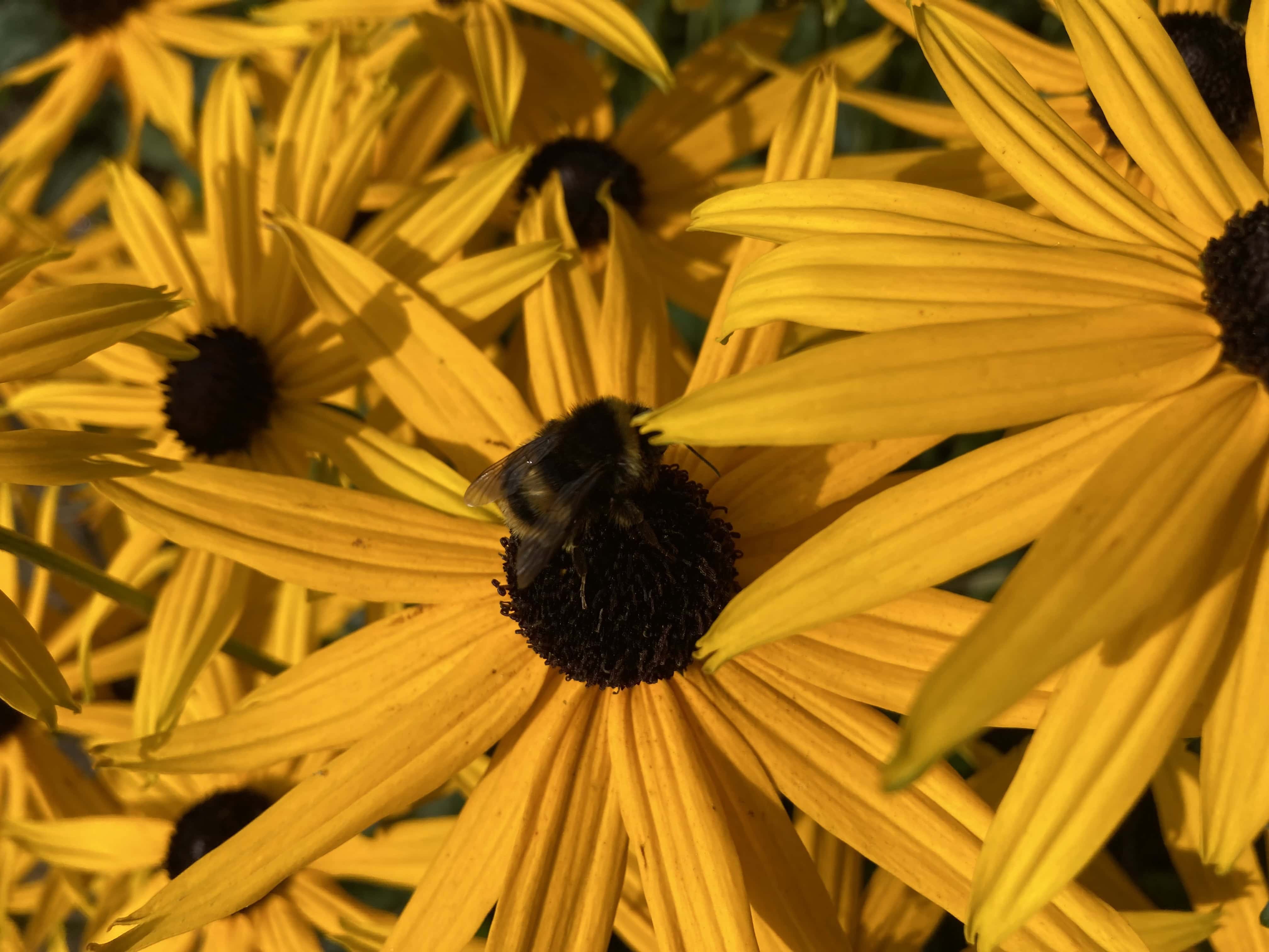 Black-Eyed Susan & a Bee — CMMC