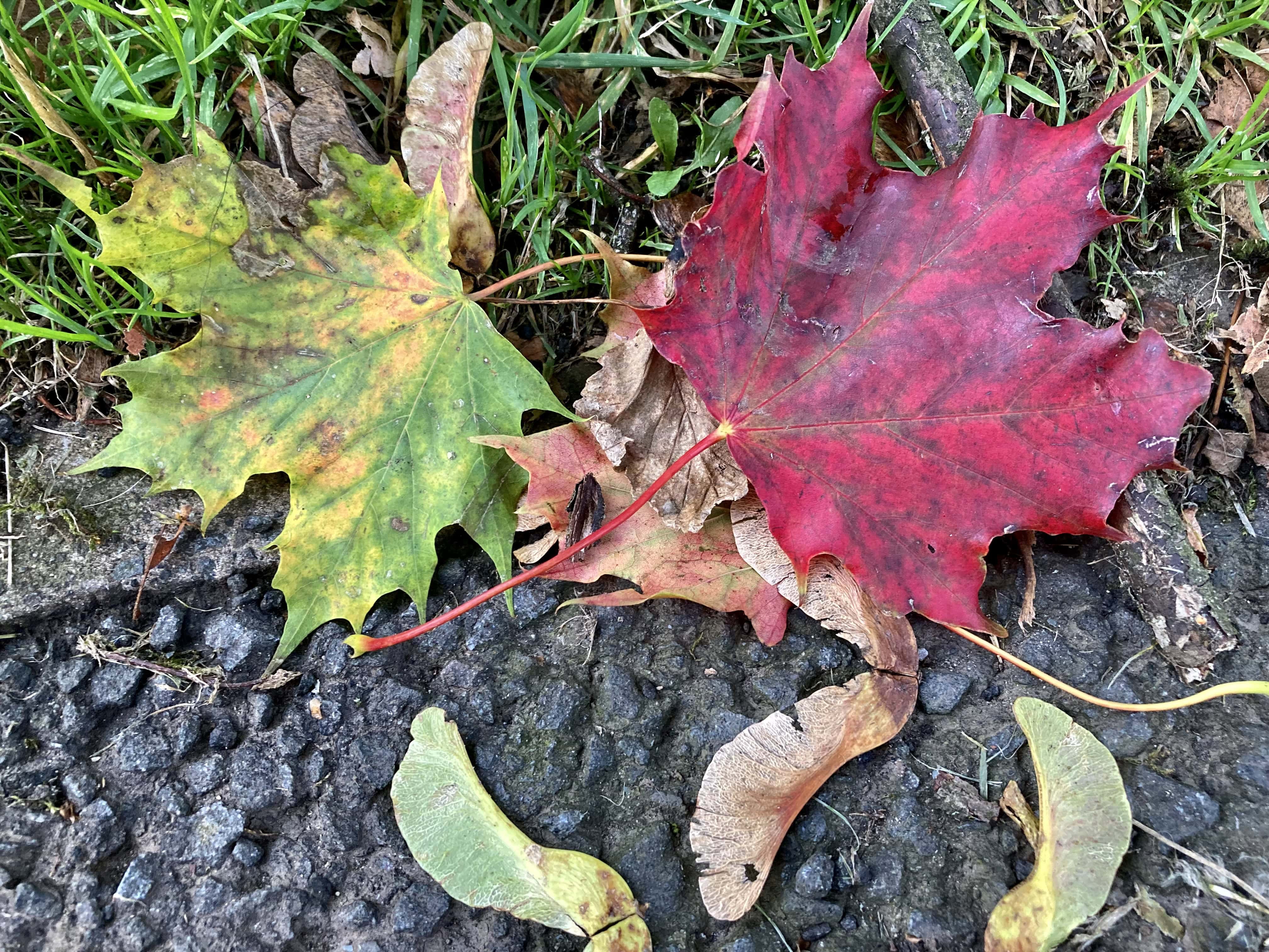 Up Close With A Fallen Leaf