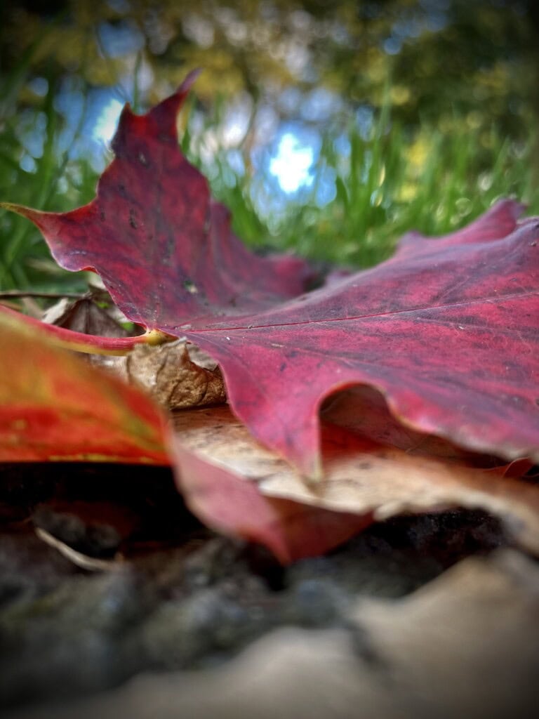 Fallen Leaf