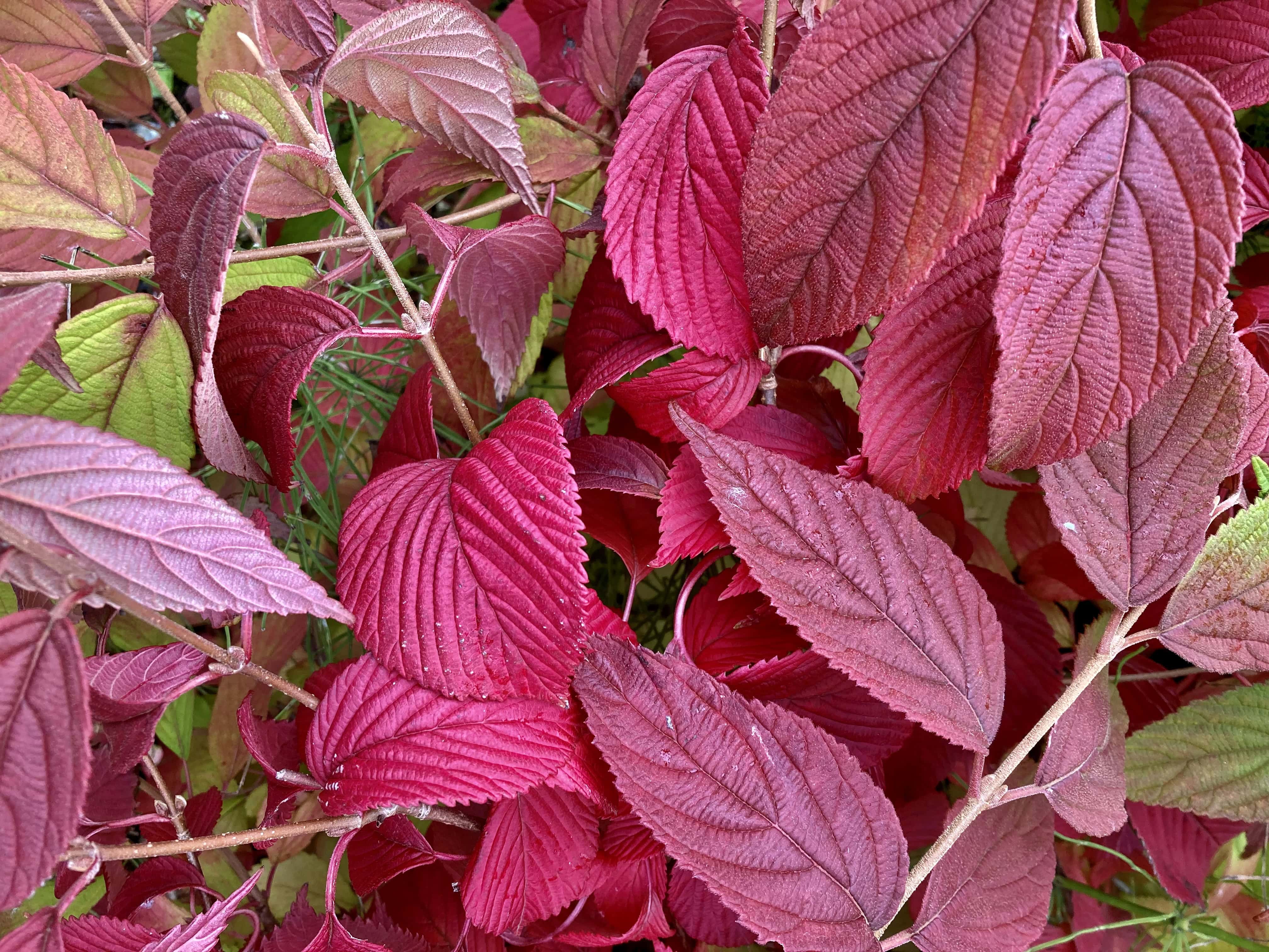 Autumn Leafs — Cellpic Sunday