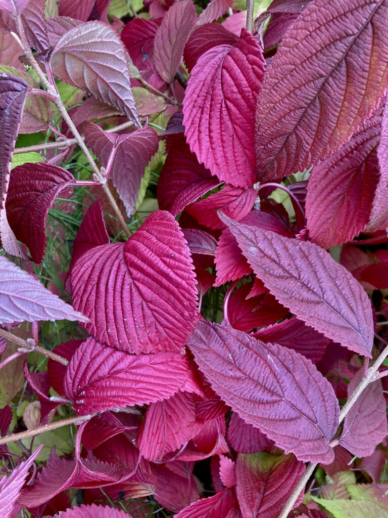 Colourful autumn leafs