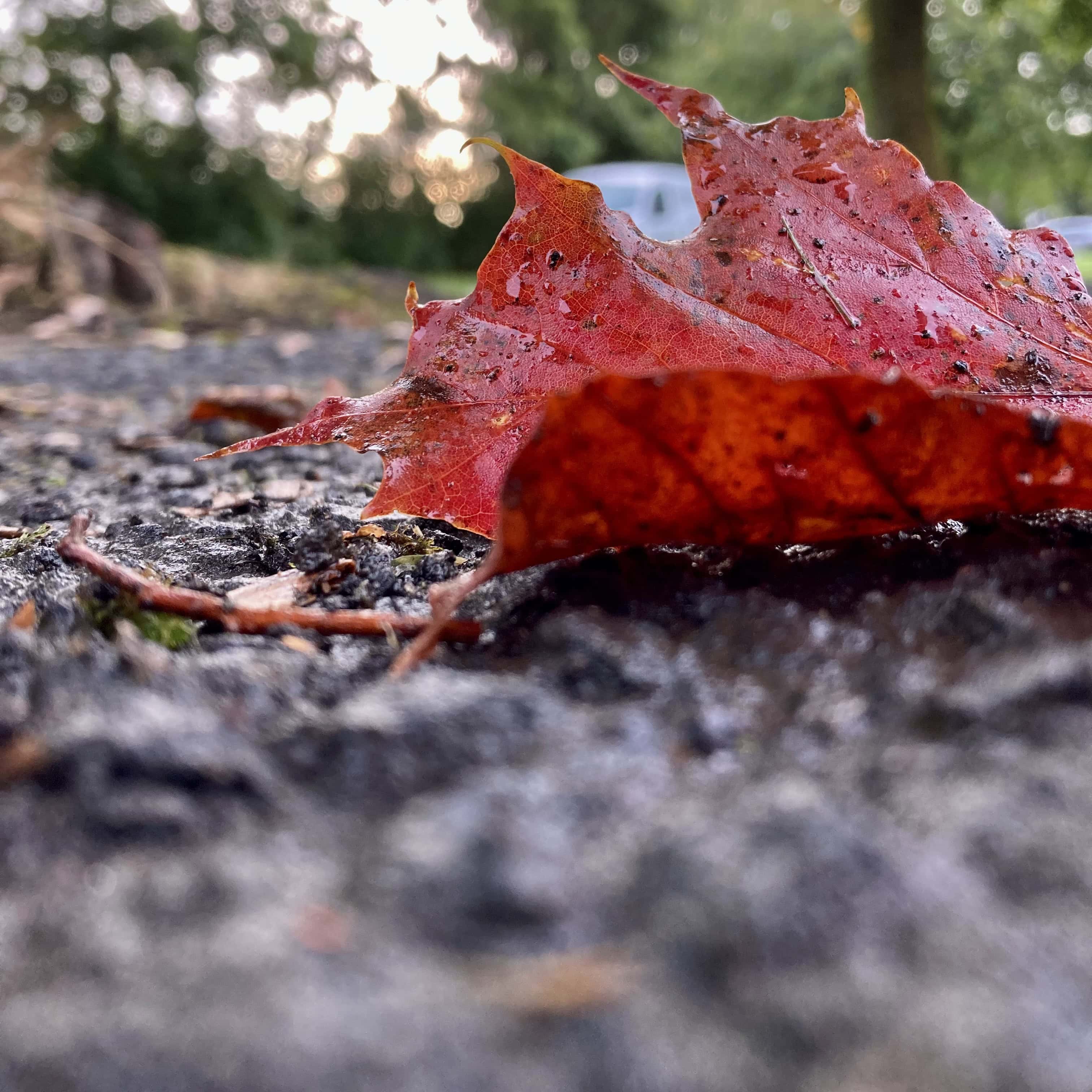 Another Fallen Leaf — Well It Is Autumn