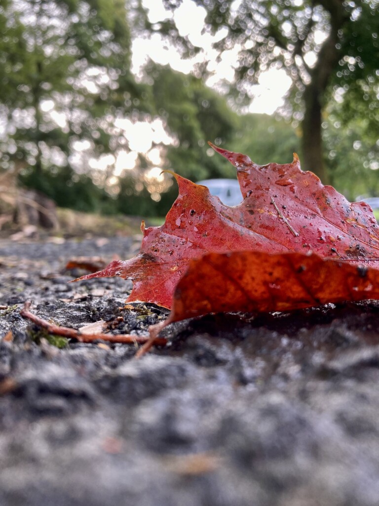 Fallen Leaf