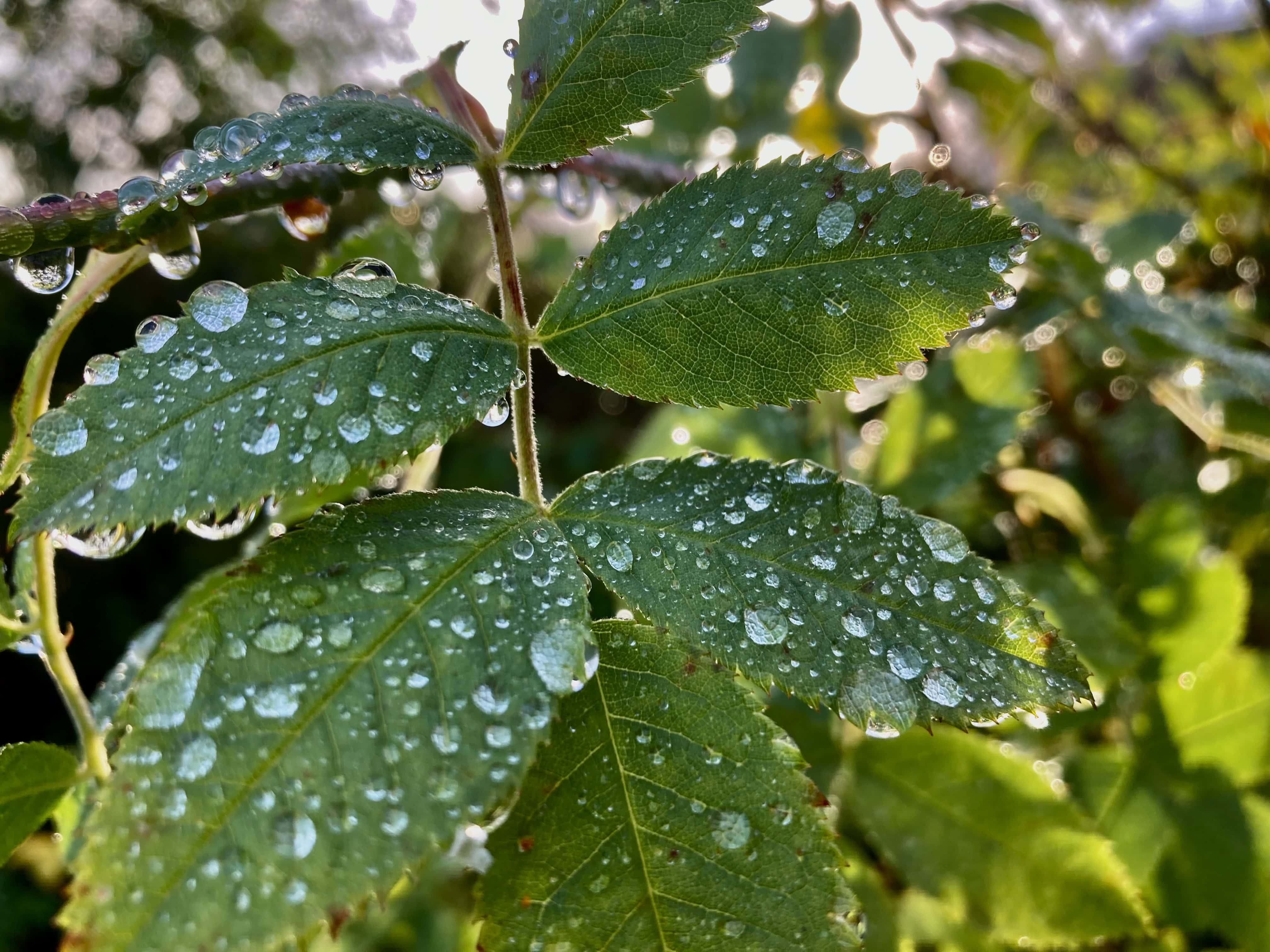Raindrops on Rose Leafs — Macro Monday Oct 02