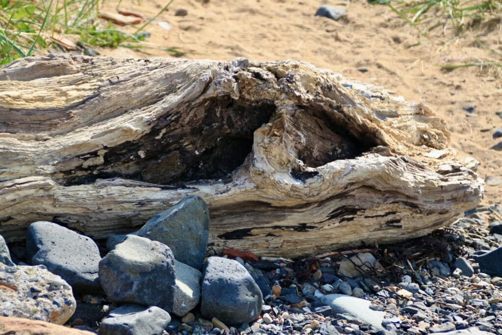 Driftwood in Fife looking like Jabba The Hutt
