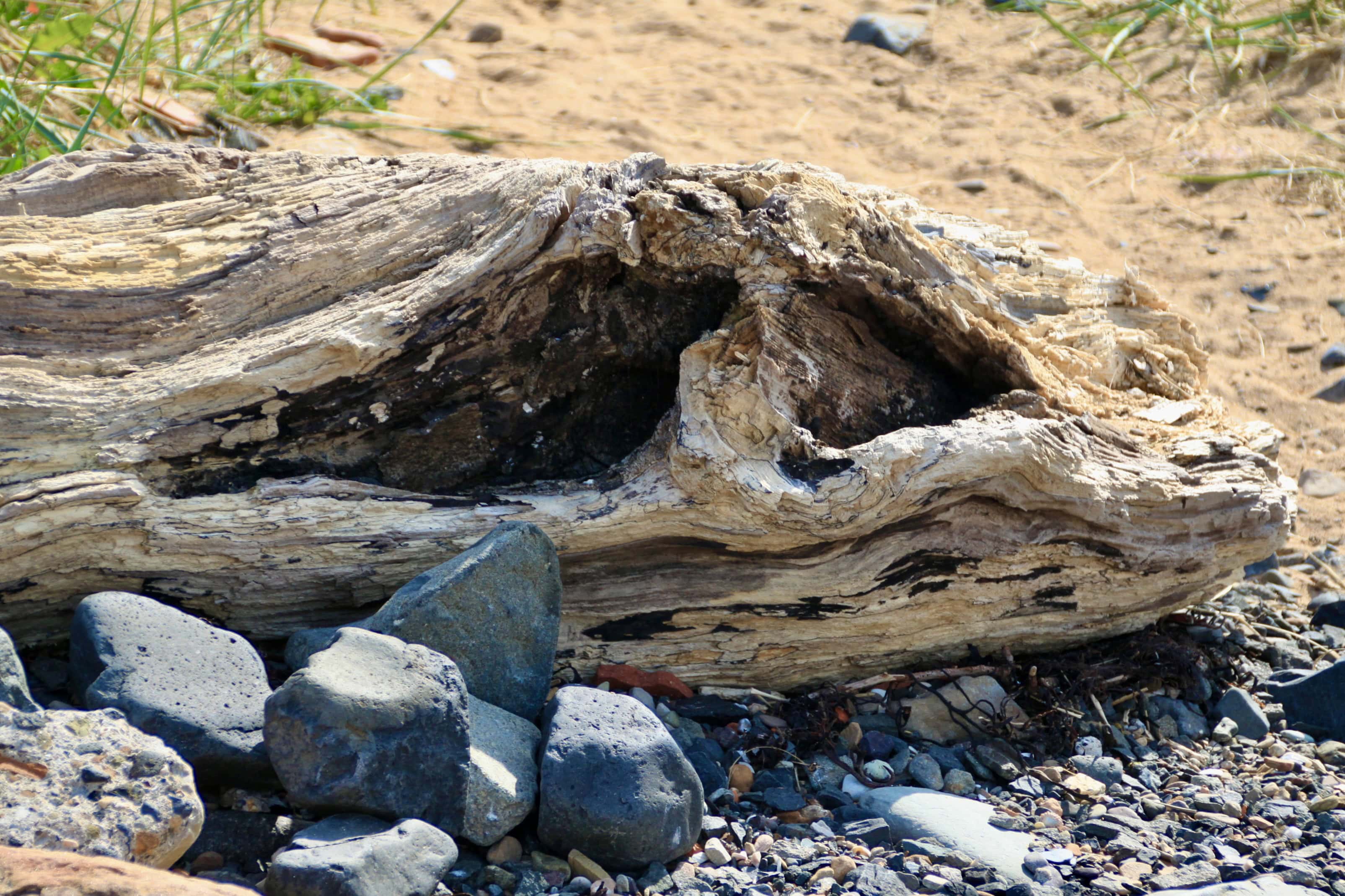 I Think I Found The Skull Of Jabba The Hutt