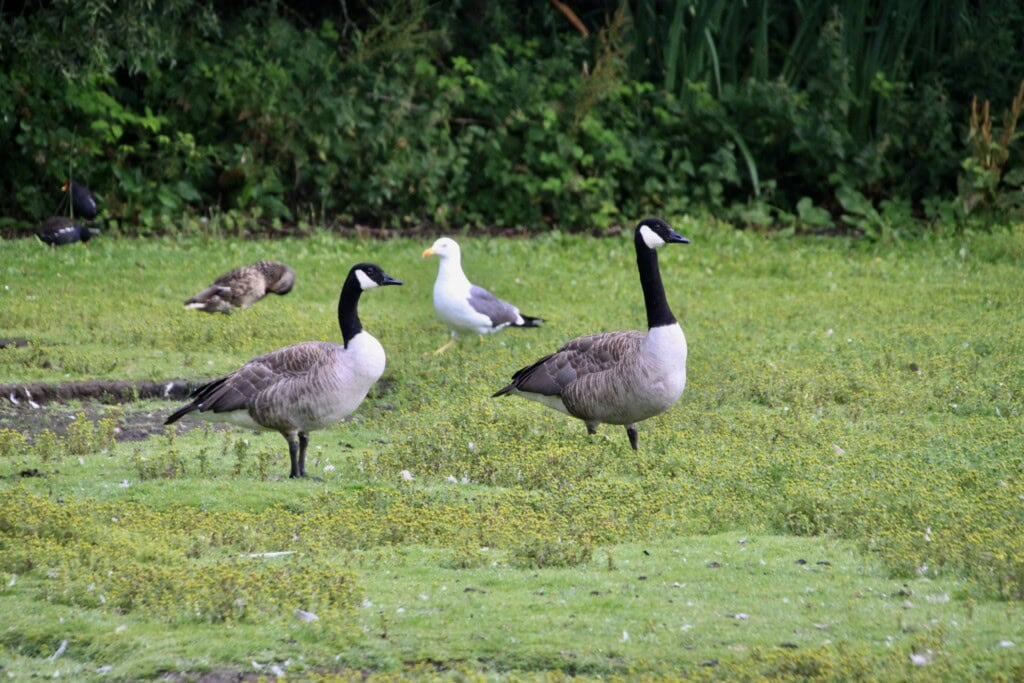 Canada Geese at Broadwood Loch